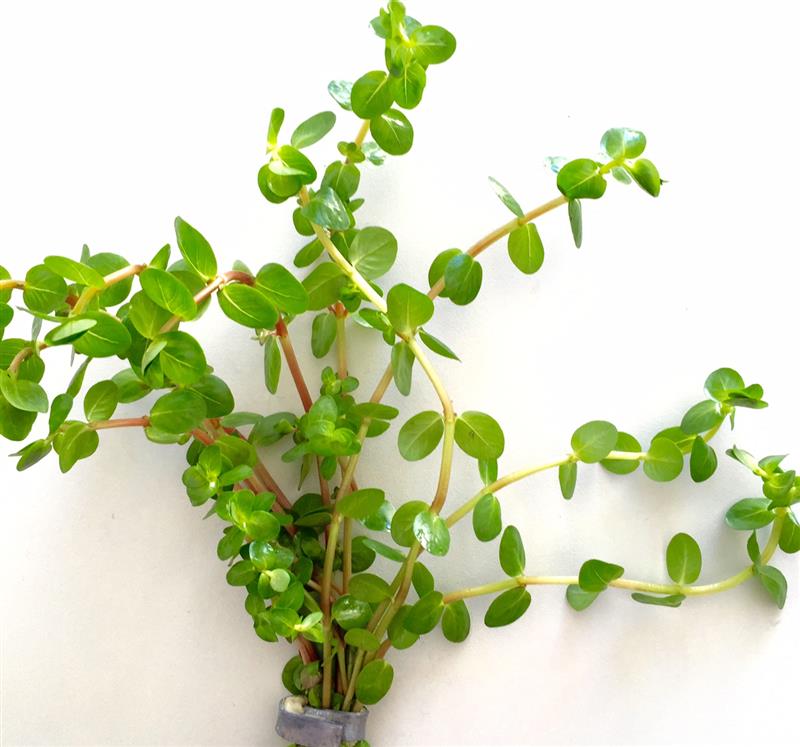 Rotala rotundifolia bundel